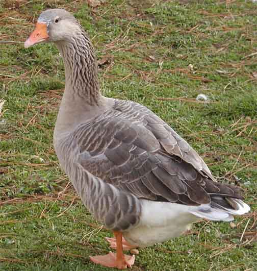  Pilgrim goose 