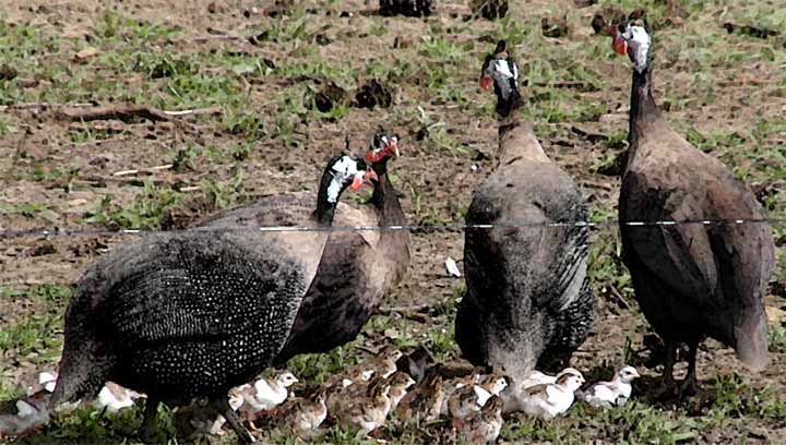  Guinea mothers with their keets at The Running Duck Farm 