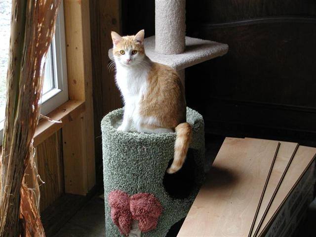 Cats rule.